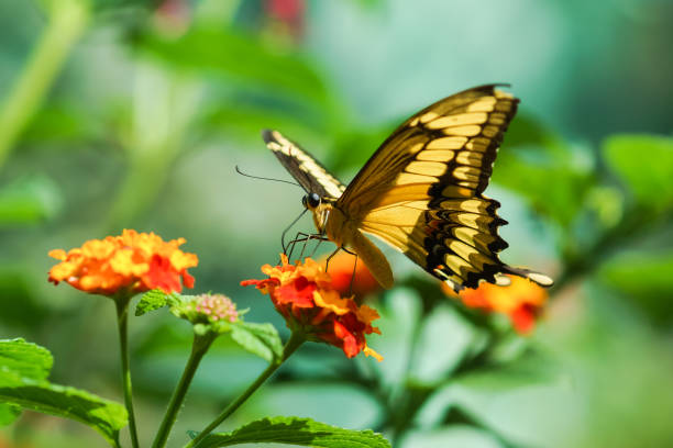 istock Tropical butterfly Papilio Thoas 656204062