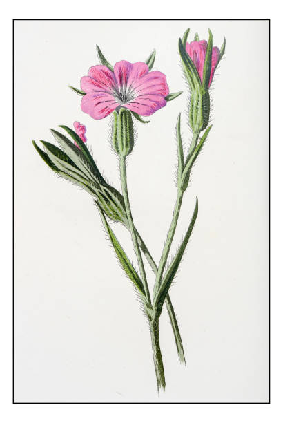 istock Antique color plant flower illustration: Agrostemma githago (common corn-cockle) 656204212