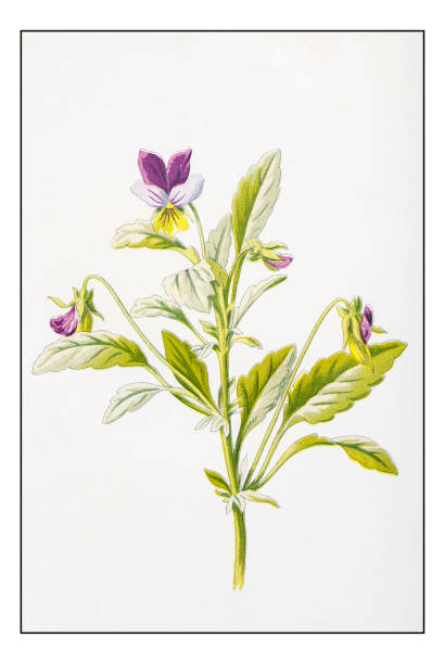 Antique color plant flower illustration: Viola tricolor (Heartsease) Antique color plant flower illustration: Viola tricolor (Heartsease) viola tricolor stock illustrations