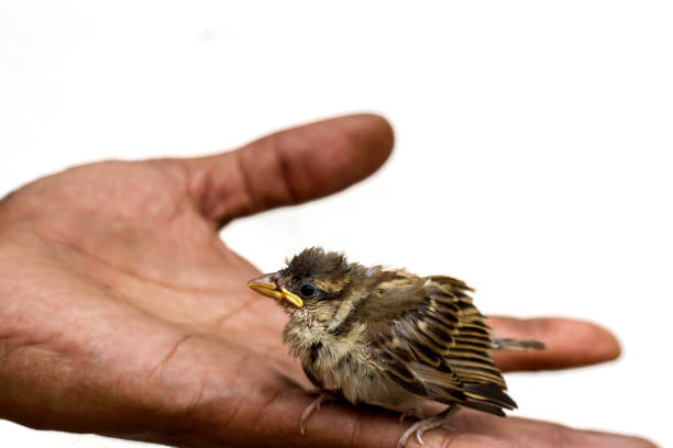 istock Bird House Sparrow Chick in  Hand Palm background 656206990