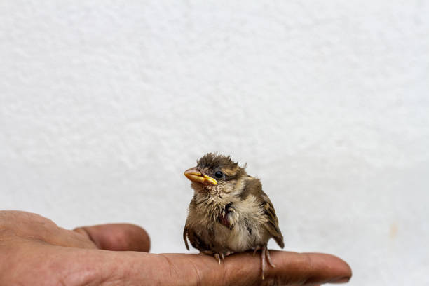 istock Bird House Sparrow Chick in  Hand Palm background 656207006