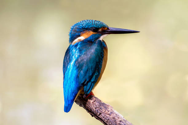 istock Bird common Kingfisher (Alcedo atthis) a beautiful color 656207044