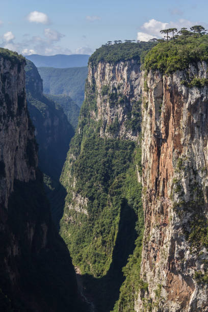 istock Araucaria angustifolia at Itaimbezinho Canyon 656210390