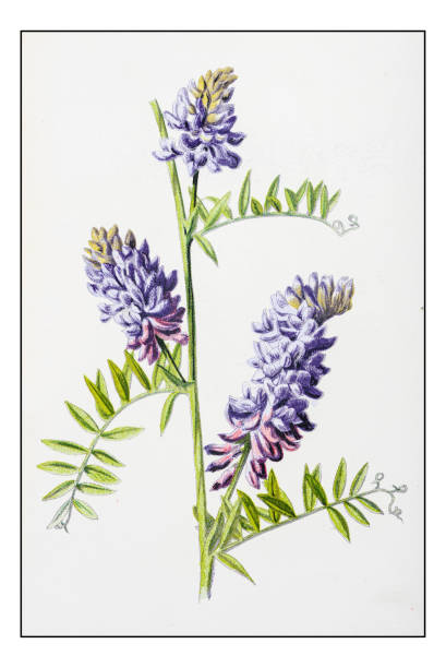 illustrations, cliparts, dessins animés et icônes de antique illustration de fleur plante couleur : vicia cracca (vesce touffetée) - vetch