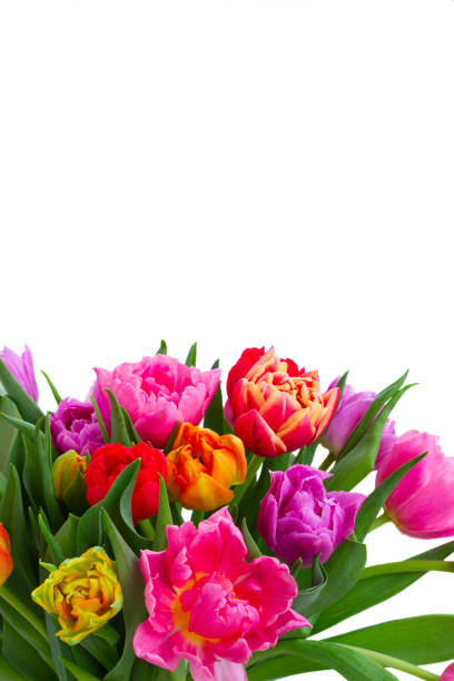 istock bouquet of tulips and daffodils 656210580