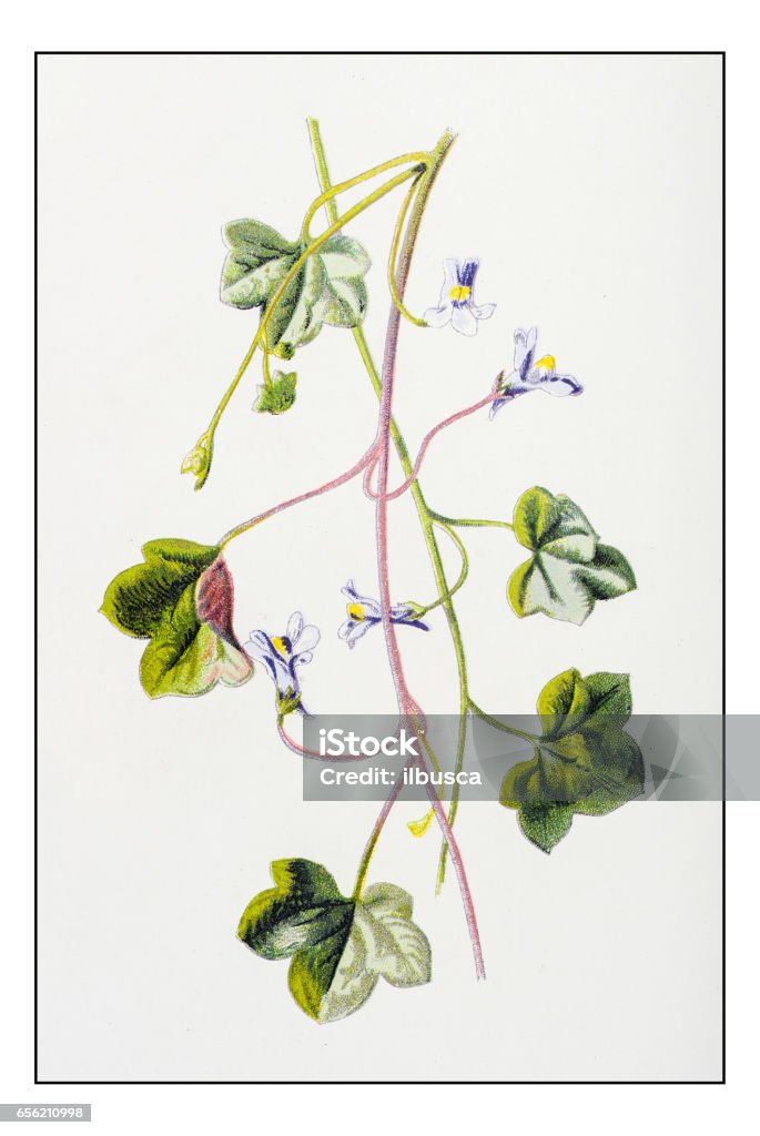 Antique color plant flower illustration: Cymbalaria muralis (ivy-leaved toadflax) 19th Century stock illustration