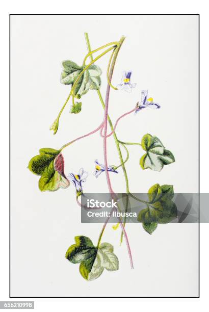 Antique Color Plant Flower Illustration Cymbalaria Muralis Stock Illustration - Download Image Now