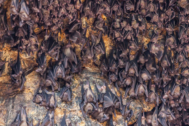 Bat colony Nectar bat colony colony territory photos stock pictures, royalty-free photos & images