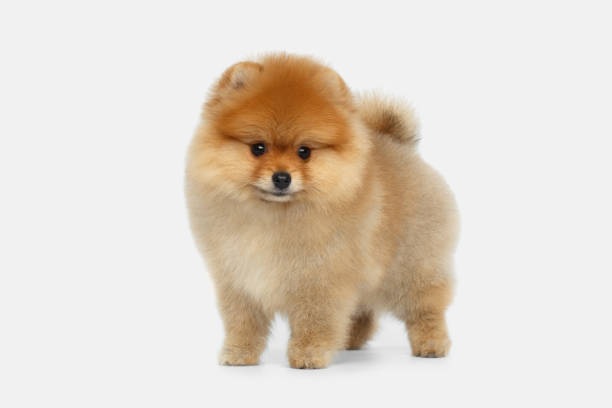 miniature Pomeranian Spitz puppy on white background miniature Pomeranian Spitz puppy standing on white background, front view spitz type dog stock pictures, royalty-free photos & images