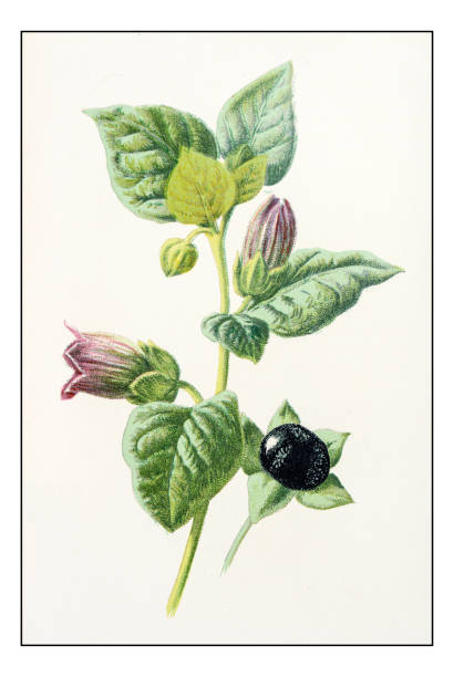 Antique color plant flower illustration: Atropa belladonna (deadly nightshade)