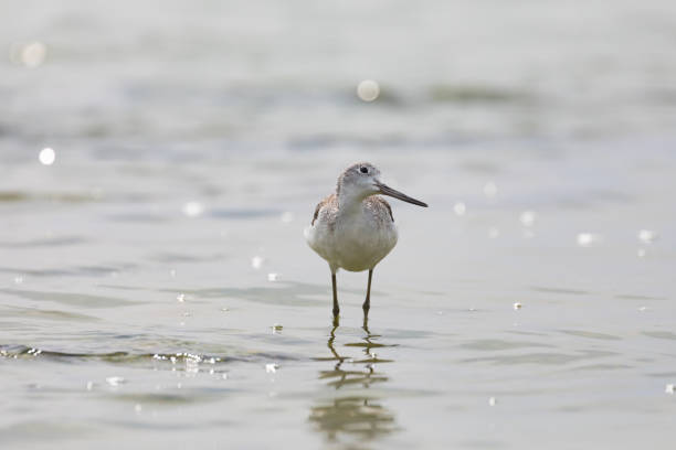 istock A Sandpiper on the seaside 656213680