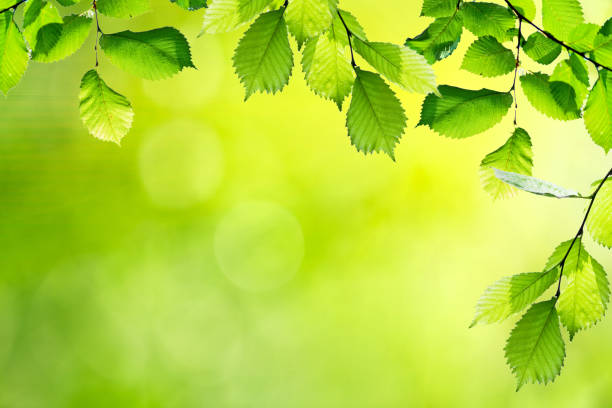 istock fresh and green leaves 656213834