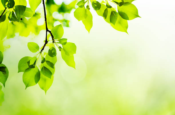 istock fresh and green leaves 656213838
