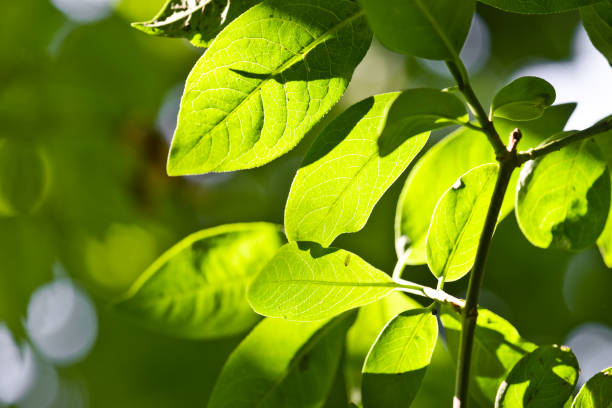 istock green leaves, shallow focus. 656213854