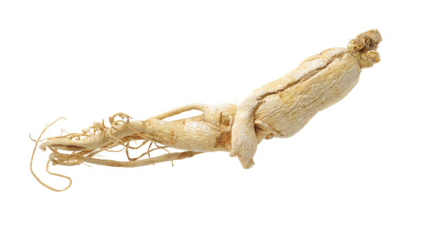 흰색 바탕에 말린된 한국 인삼 뿌리 - ginseng dried plant homeopathic medicine dry 뉴스 사진 이미지