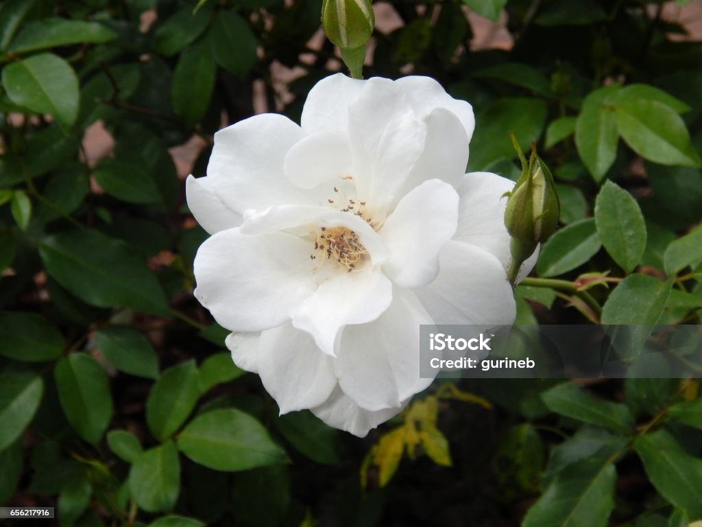 Elegant White Rose large white rose, spring Beauty Stock Photo