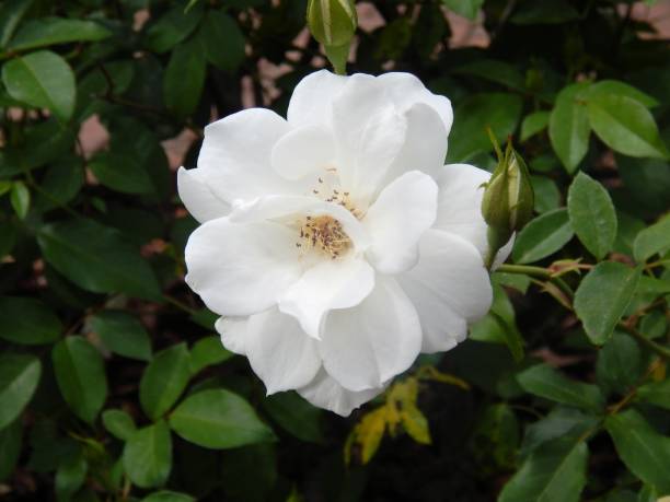 Elegant White Rose large white rose, spring winter park florida stock pictures, royalty-free photos & images