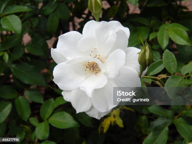 Elegant White Rose Stock Photo - Download Image Now - Beauty, Elegance, Florida - US State