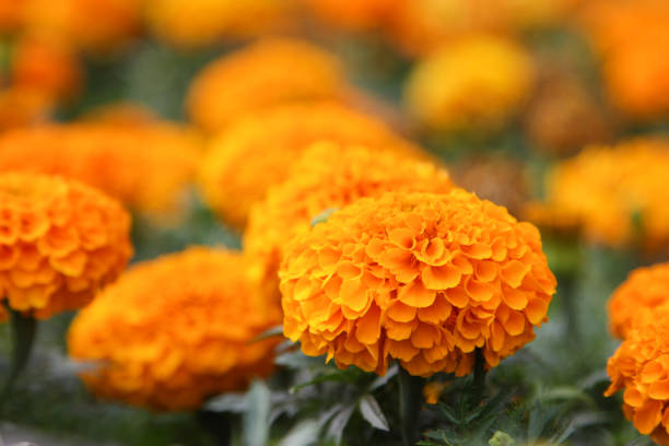istock Marigold flowers (Tagetes) in the meadow in the sunlight. 656218042