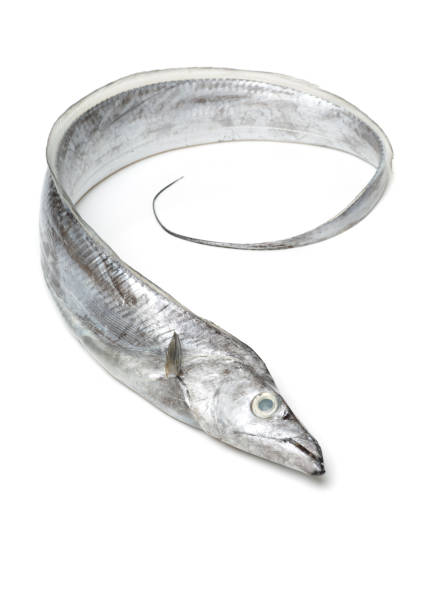 Asian ribbon fish （Hairtail） isolated on white background