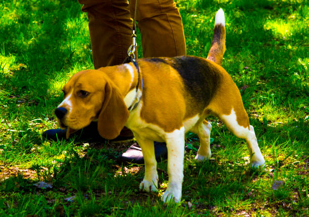istock Beagle. Dog beagle. Beagle puppy sitting on green grass 656218754