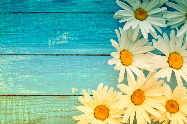 istock White big chamomile flowers on a blue wooden surface 656219100