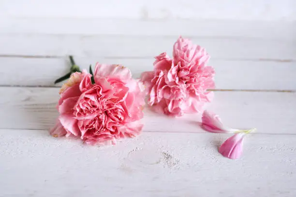 Tender still life with pink carnation blossoms for mothers day or wedding in vintage style