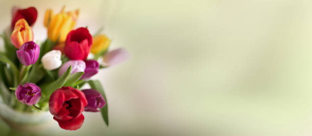 bouquet colorato di tulipani in stile vintage - textraum foto e immagini stock