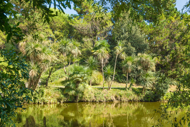 istock Lake in tropical Park with palm trees 656230260