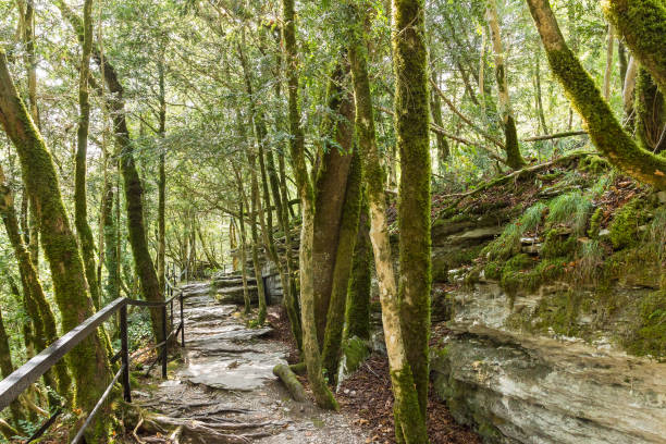 istock Equipped trail in the yew-boxwood grove on the hillside 656230320