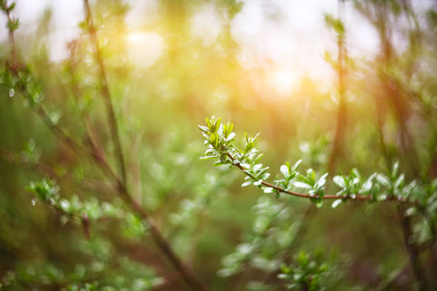istock twinkling lights vivid color blurred bokeh 656234846