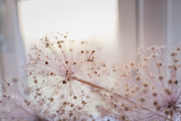 cabezas de flores secas del allium - allium flower fotografías e imágenes de stock