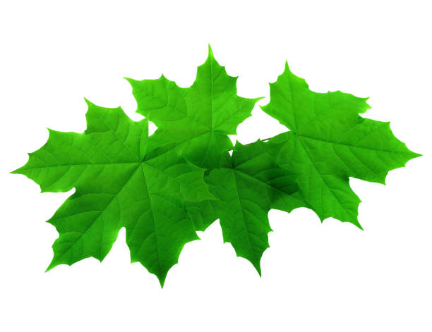 Green lush spring maple leaves isolated on white background