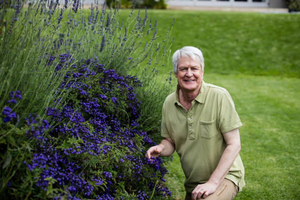 istock Portrait of senior man checking lavender 656238368