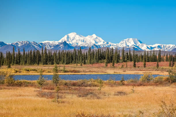 scenic fall landscape with lake and snow-capped mountains in denali national park - forest preserve imagens e fotografias de stock