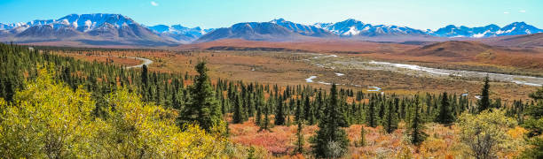 panorama fall in denali national park - forest preserve imagens e fotografias de stock