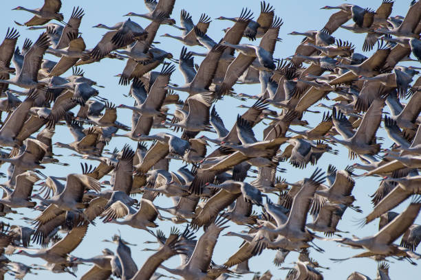 jateando guindaste sandhill - sandhill crane - fotografias e filmes do acervo