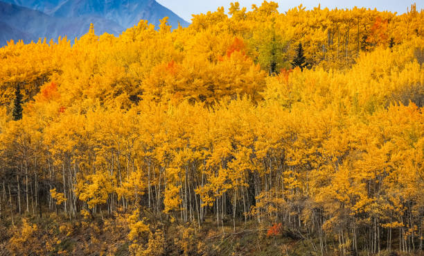 istock Autumn landscape in Alaska 656249828