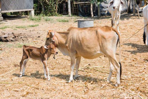 istock Mother and calf cows outdoor on sunlight 656252072