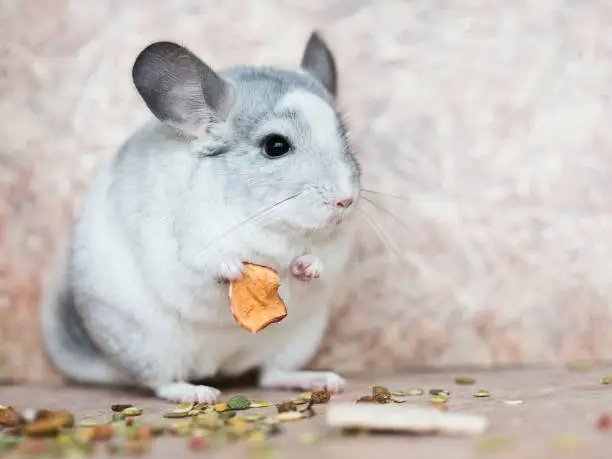 Beautiful domestic chinchilla holding food with arms