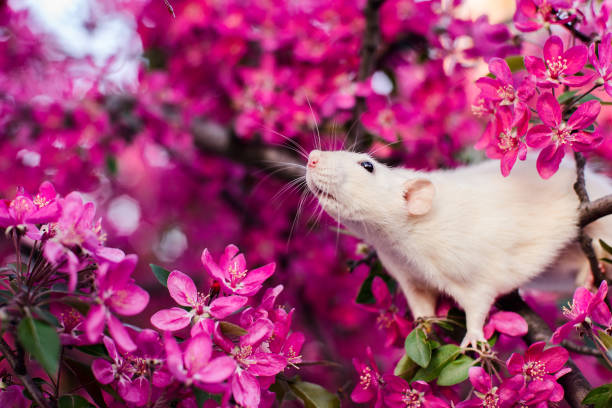 Adorable fancy rat sitting in gorgeous spring apple blossom inhaling floral fragrance