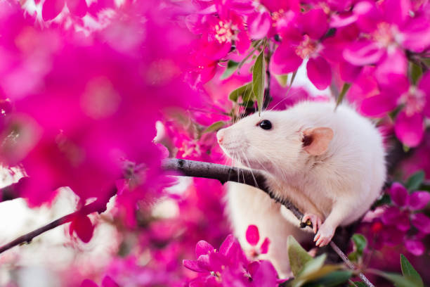 istock Cute fancy rat sitting in rose apple blossom 656253266
