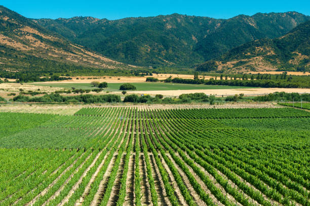 colchagua valley - fotos de viñedos chilenos fotografías e imágenes de stock
