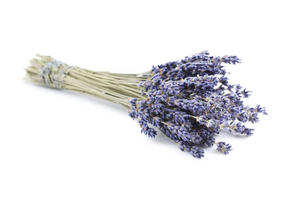 istock Bunch of lavender flowers isolated on a white 656256332