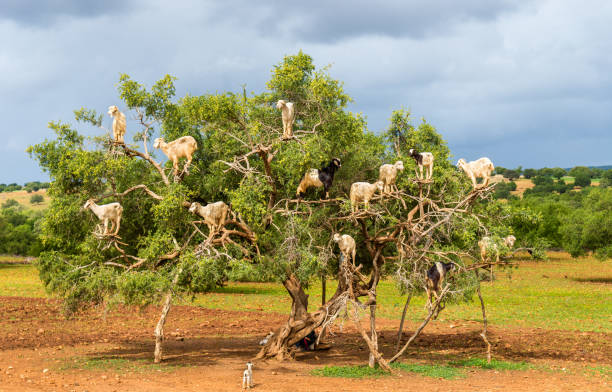 Goats Graze In An Argan Tree Morocco Stock Photo - Download Image Now -  Goat, Africa, Morocco - iStock