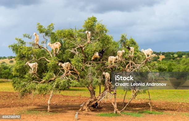 Goats Graze In An Argan Tree Morocco Stock Photo - Download Image Now - Goat, Africa, Morocco