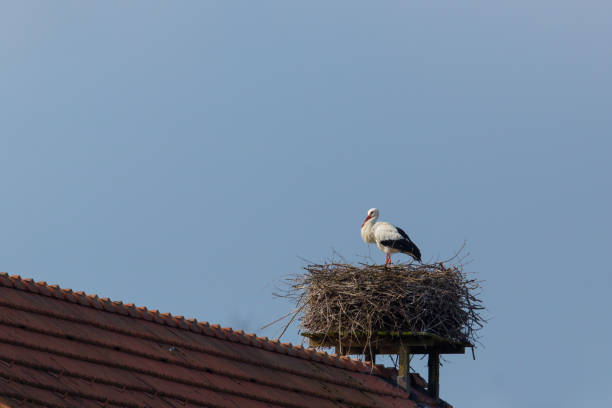 istock one white stork (Ciconia ciconia) in nest on roof 656256946
