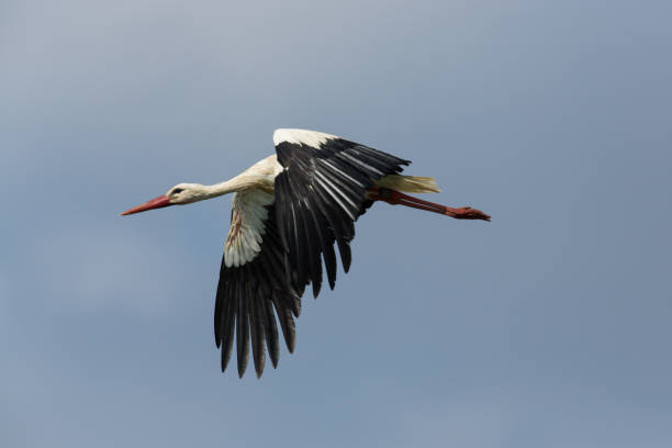 istock White ciconia stork in flight with blue sky 656257412