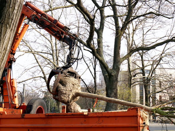 istock Crane with truck put down trees seedlings 656257584