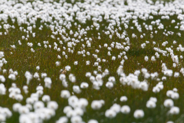 blooming natural cottongrass (eriophorum) within green grass - cotton grass sedge grass nature imagens e fotografias de stock